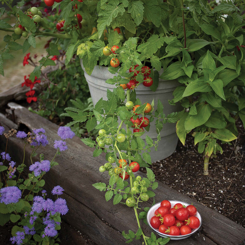 Tomatoes – Tiny Treats (Indoor)