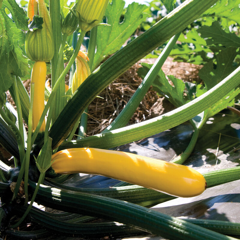 Zucchini – Yellow
