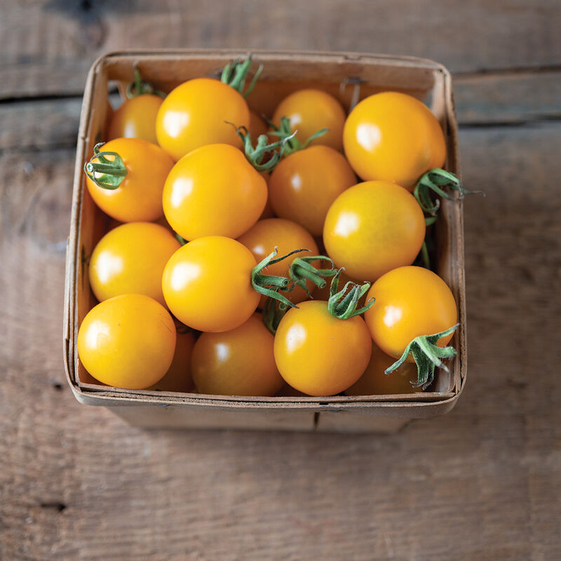 Tomatoes – Mini Yellow