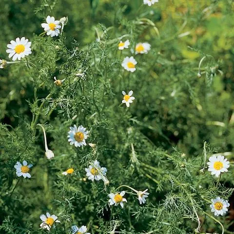 Chamomile