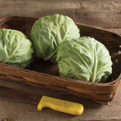 Cabbage