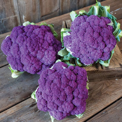 Graffiti Purple Cauliflower 