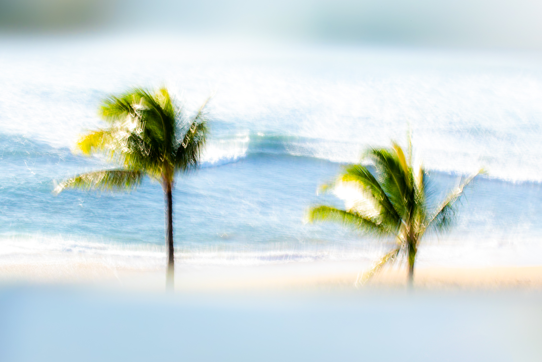 Palm State