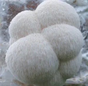 Lion's Mane | Hericium erinaceus | LC Syringe 10ml