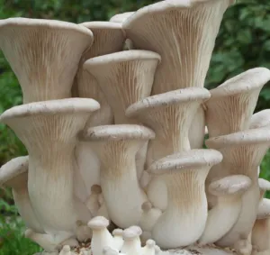 King Oyster | Pleurotus eryngii | LC Syringe 10ml