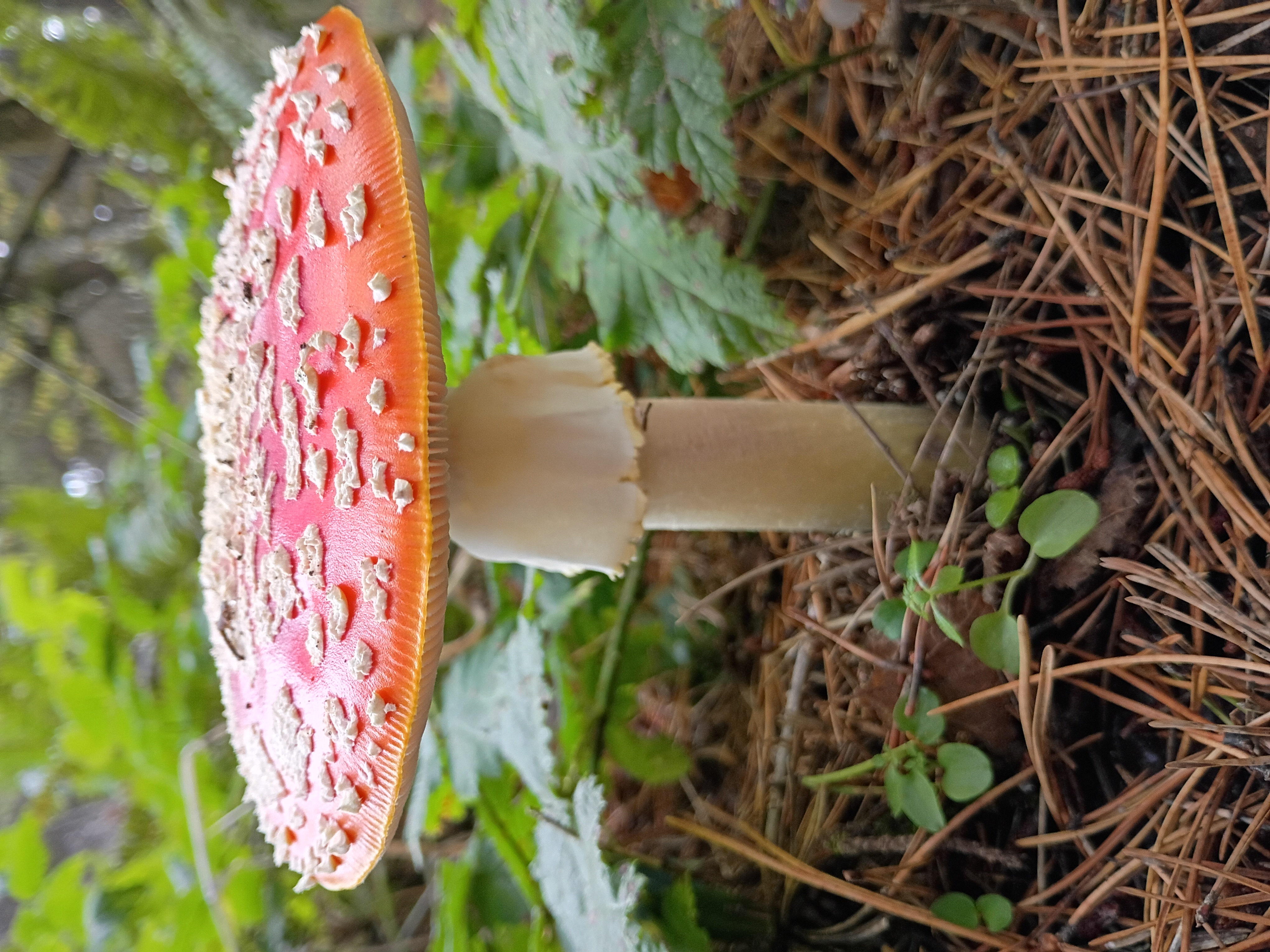 Amanita Muscaria