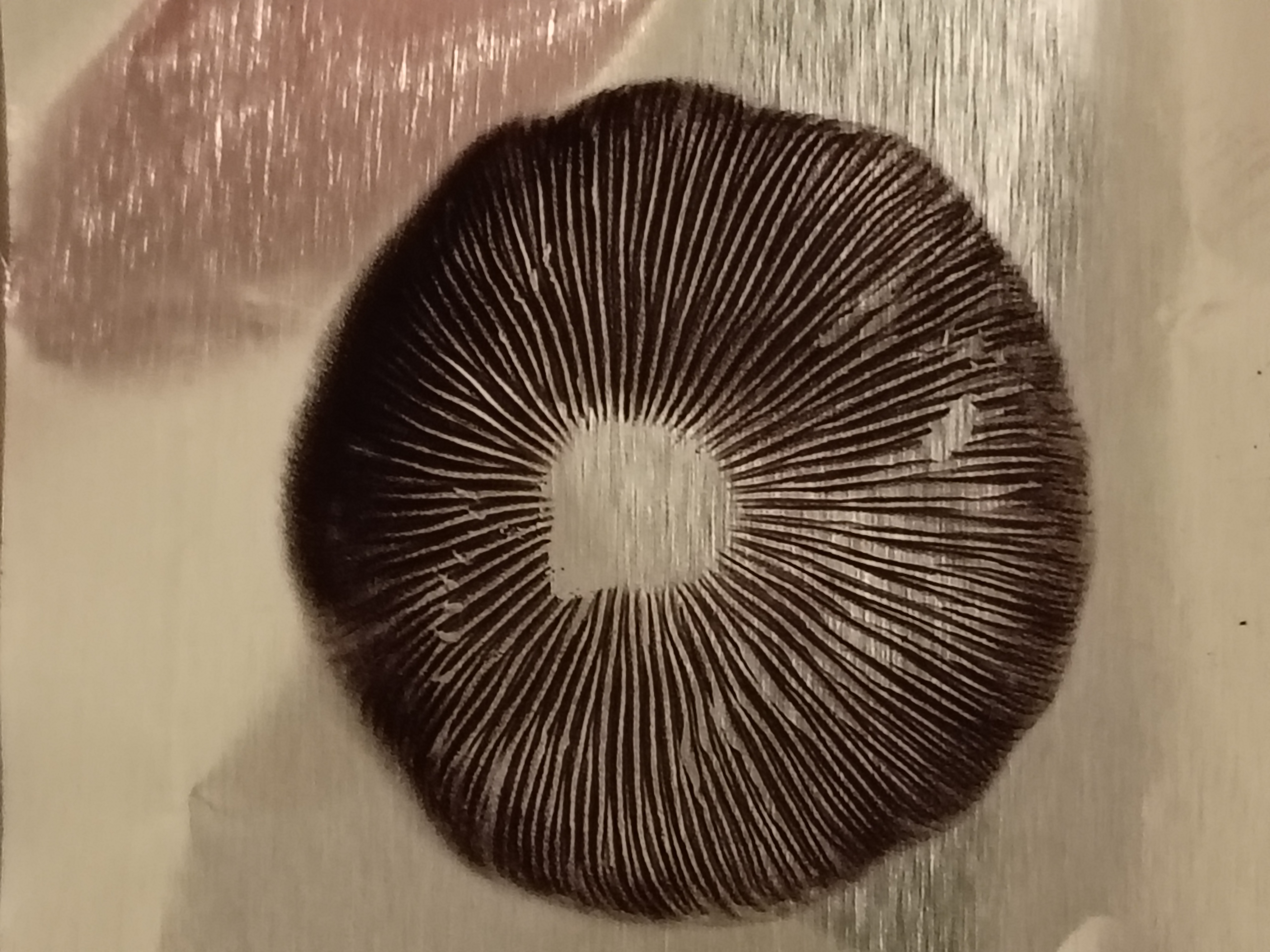 Golden Teacher Spore Print