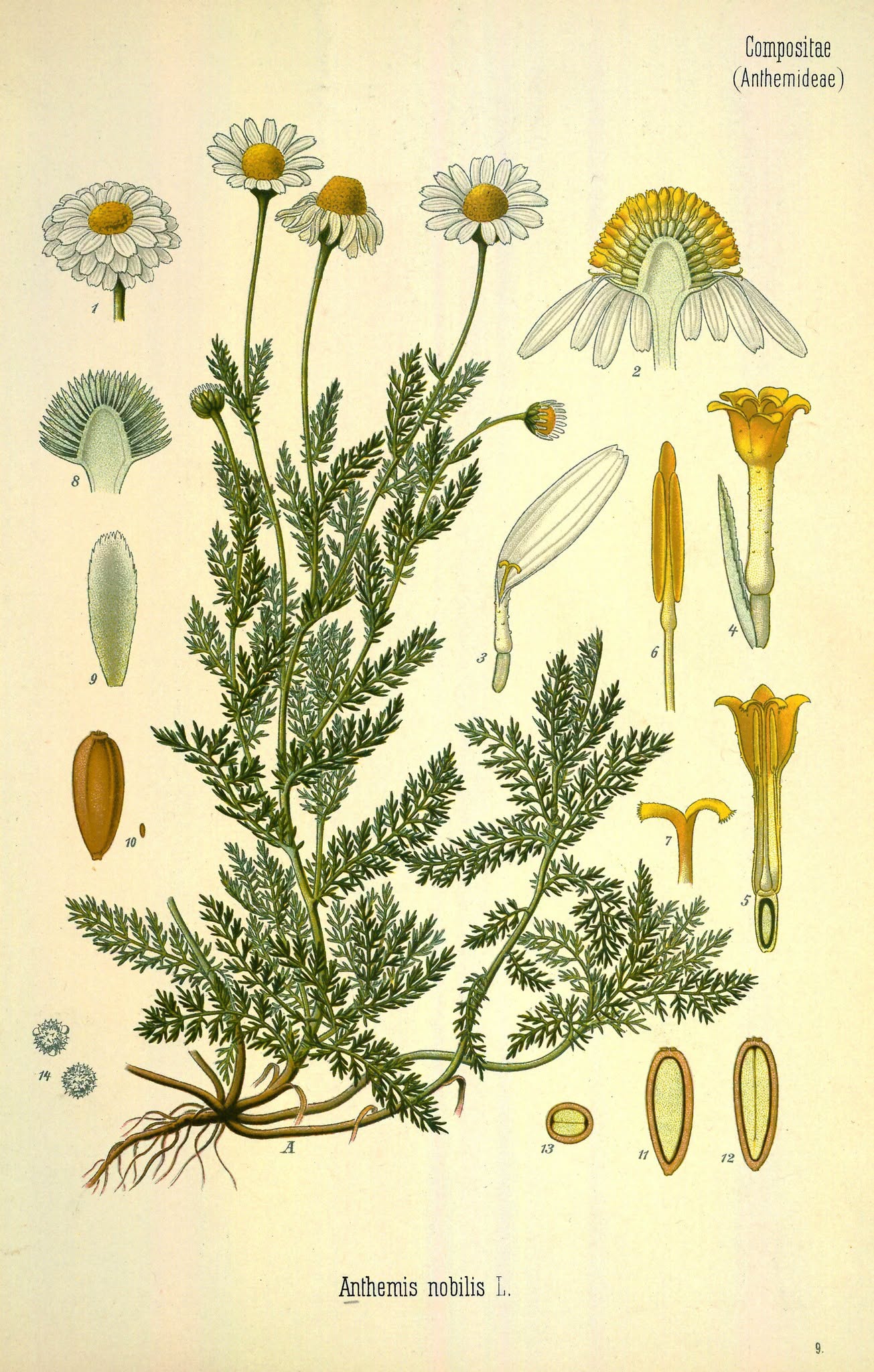 Monthly Herbal Class: Chamomile — August 20, 2026