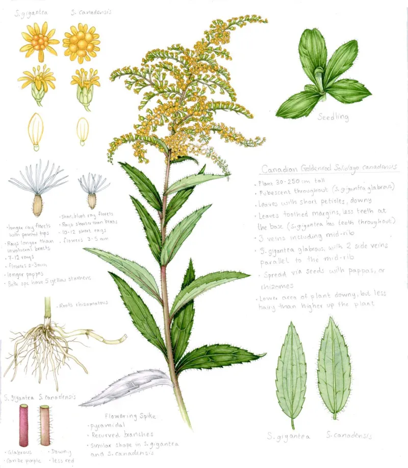 Third Thursday Herbal Class: Goldenrod — September 17, 2026