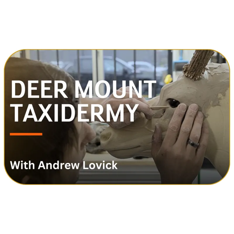 Deer Mount Taxidermy with Andrew Lovick 