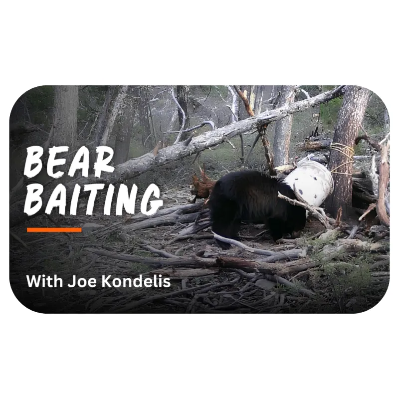 Bear Baiting with Joe Kondelis