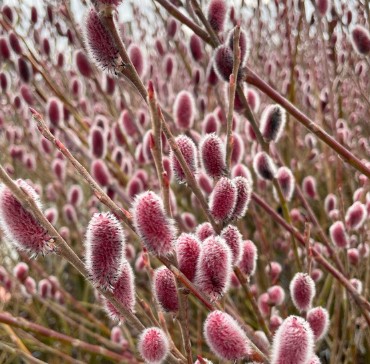 Salix gracilistyla "Mt Aso" Rozā pūpolkārkls