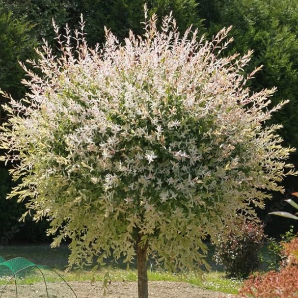 Salix integra "Hakuro Nishiki" Veselmalu kārkls
