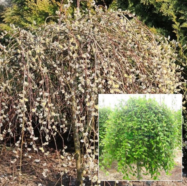 Salix caprea "Pendula" Nokarenais pūpols