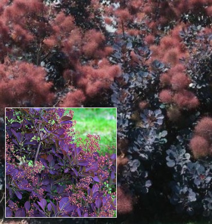 Cotinus coggygria "Royal Purple" parastais parūkkoks