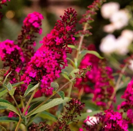 Buddleja davidii "Royal Red'