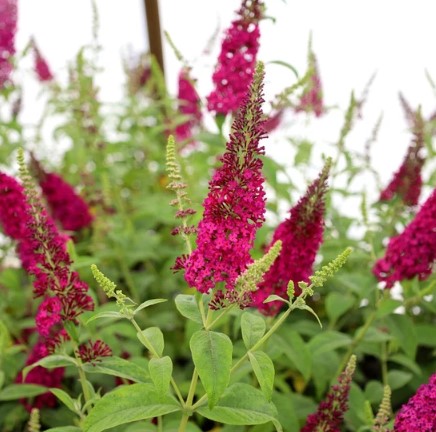 Buddleja davidii "Miss Molly'