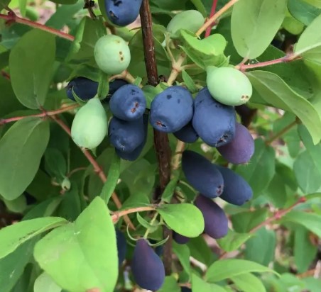INDIGO GEM kamčatkas sausserdis