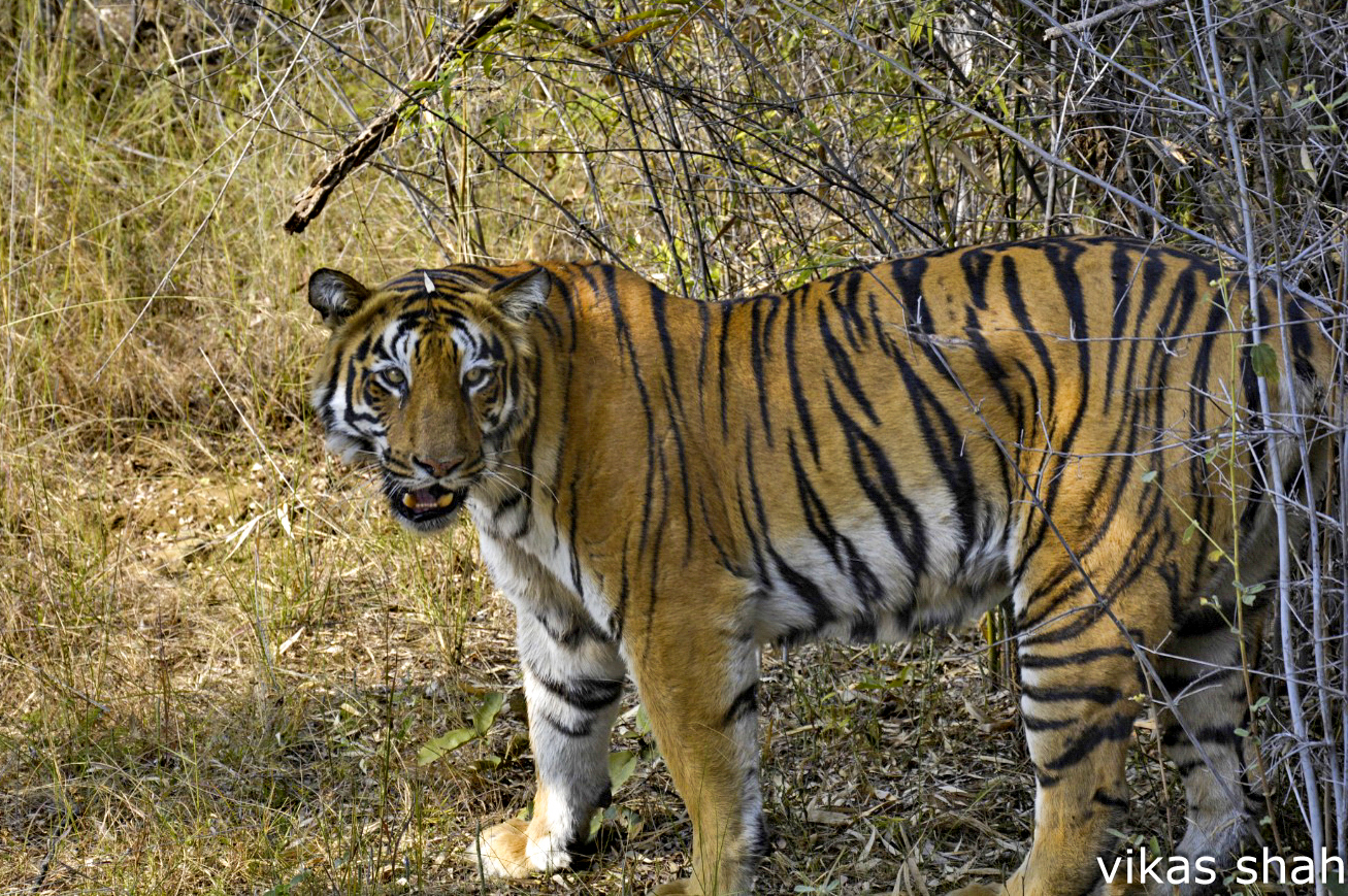 MP Tiger Circuit Tour (Adults & Youth)
