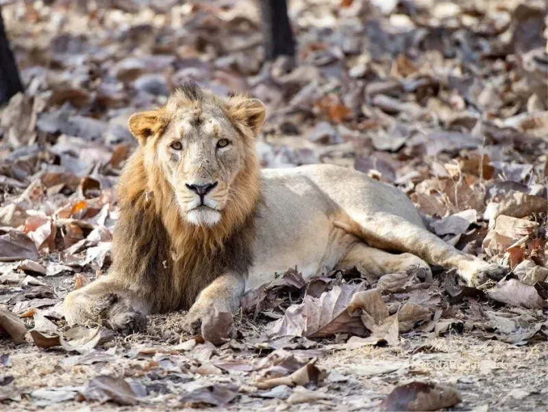 Gir Velavadar LRK Tour (Adults & Youth)