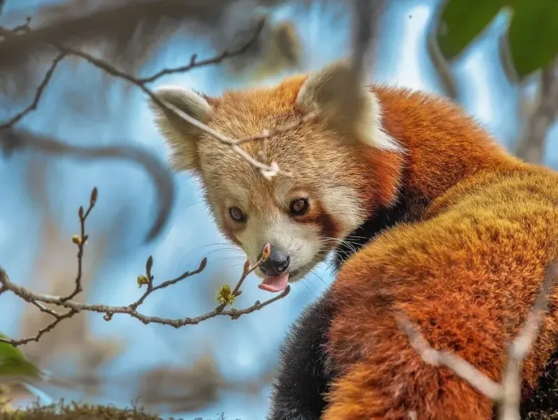 Red Panda & Beyond (Adults & Youth)