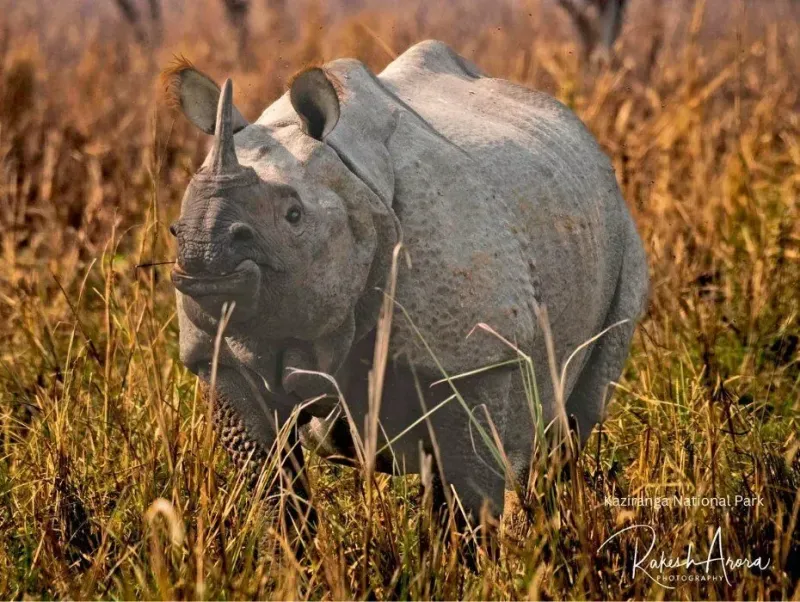 Kaziranga – The Land of Rhinos (Adults & Youth)