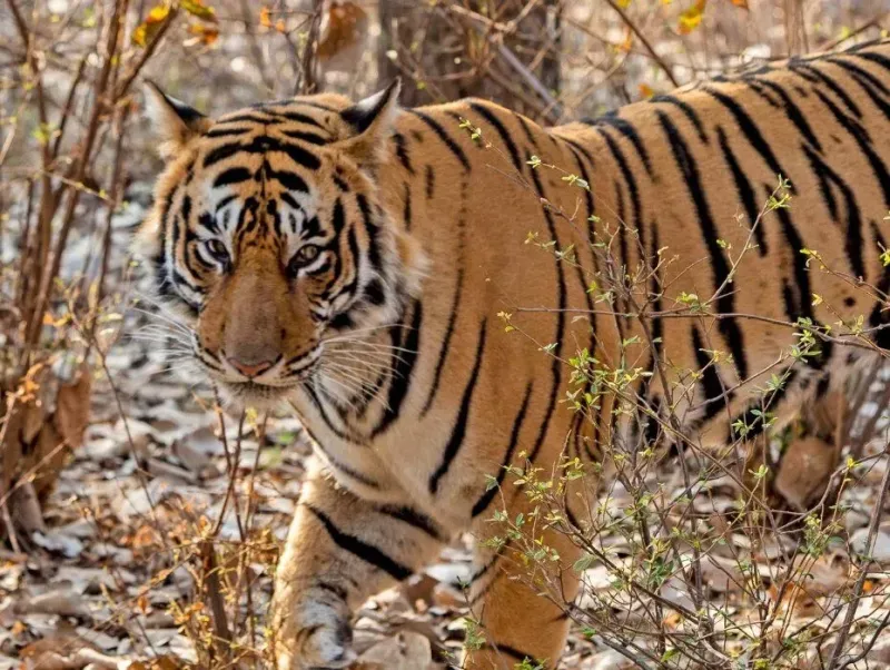 Jhalana – Ranthambore (Adults & Youth)