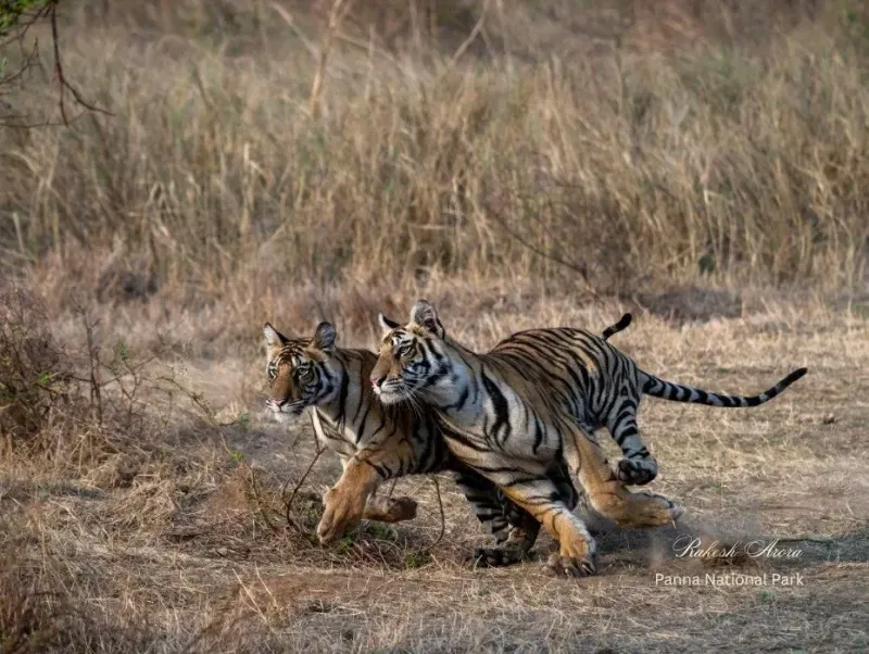 Temple Tiger Trail