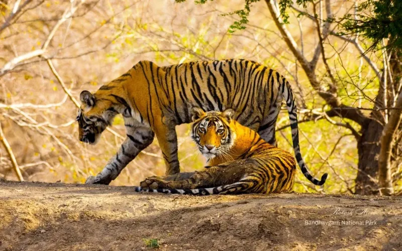 Bandhavgarh – The Land of Tigers (Adults & Youth)