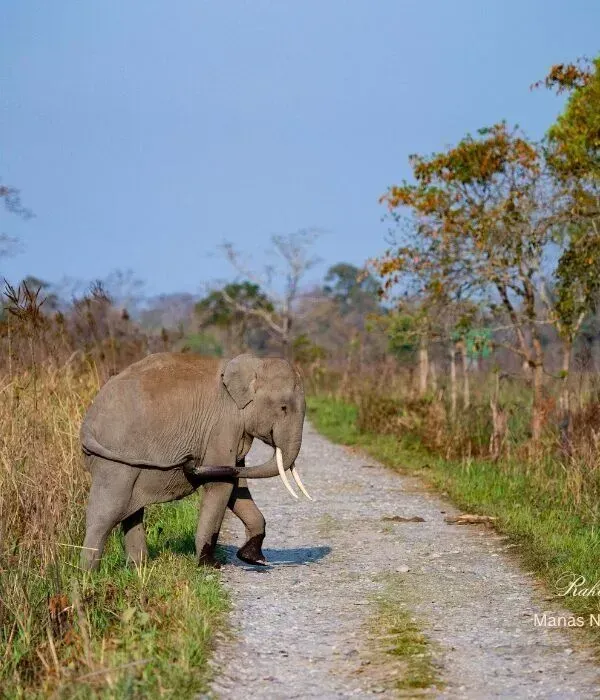 Manas Pobitora Kaziranga