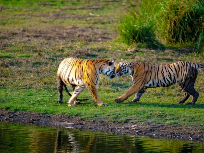Royal Rajasthan Safari