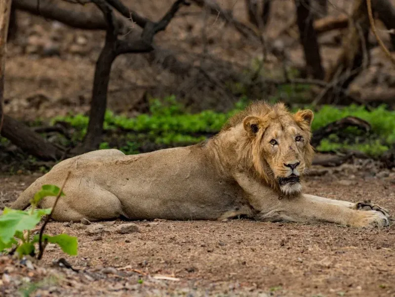 Desert Dunes & Lions Expedition