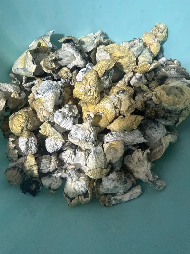 Smurf Berry – Ultra-Potent Psilocybin Mushrooms