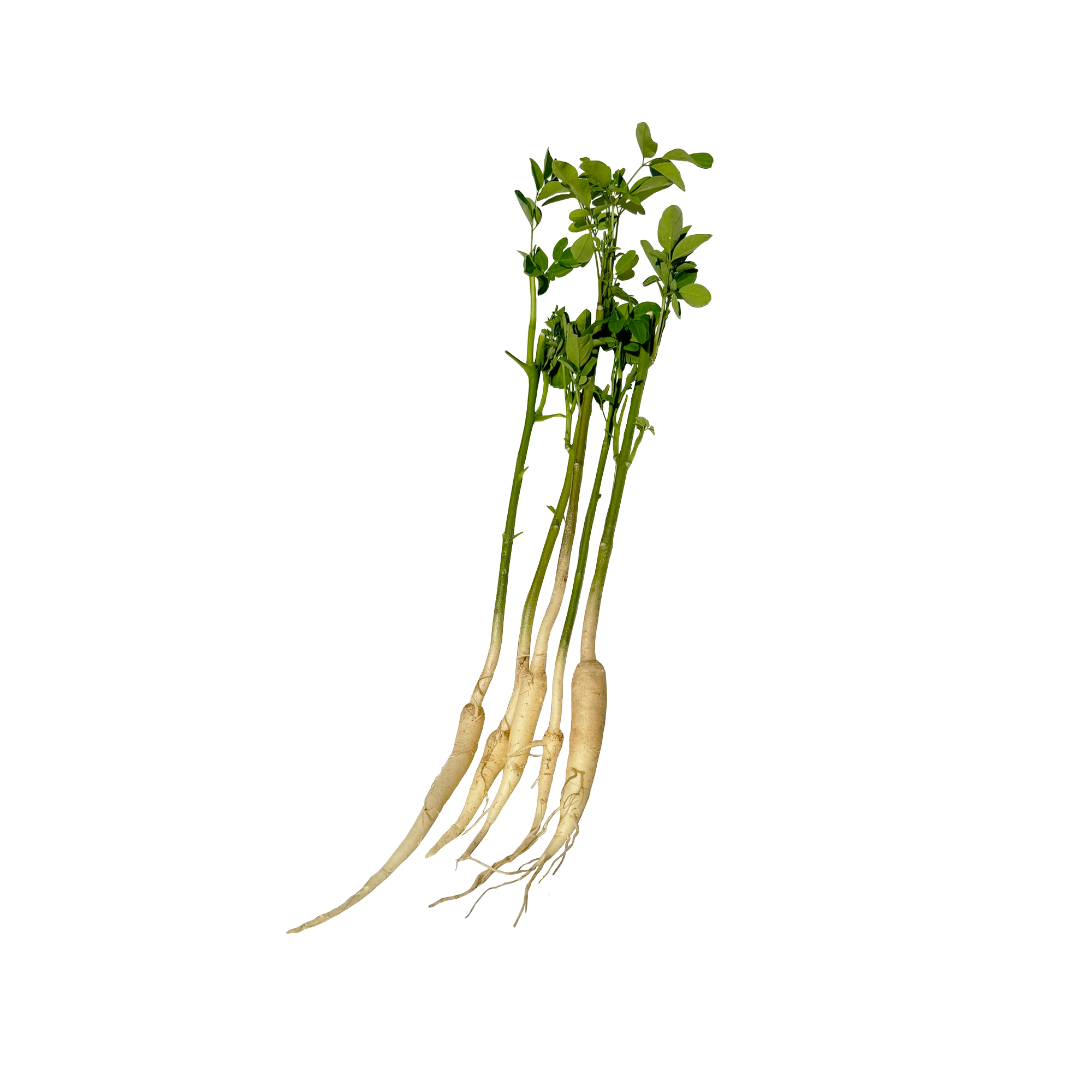 5 Small Moringa Trees | Bare Root