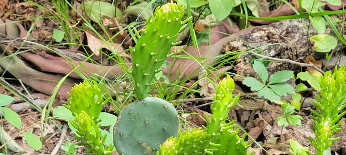 Prickly Pair Cacti