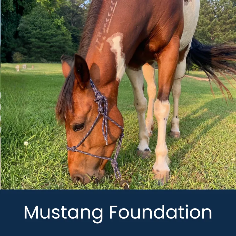 Mustang 1.Foundation