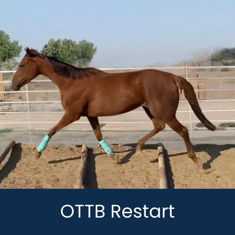 OTTB 1.Restart