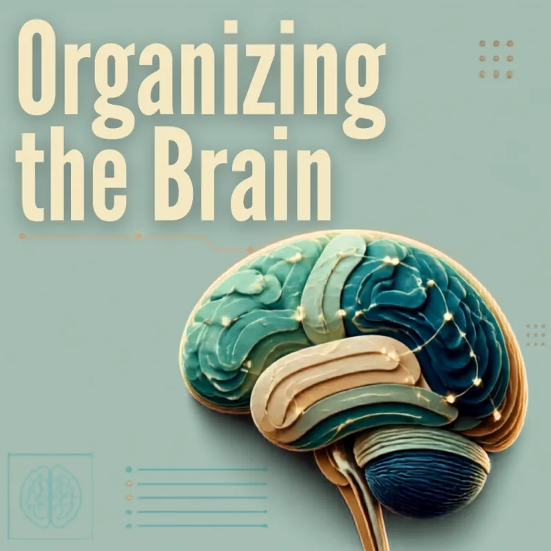 Organizing the Brain