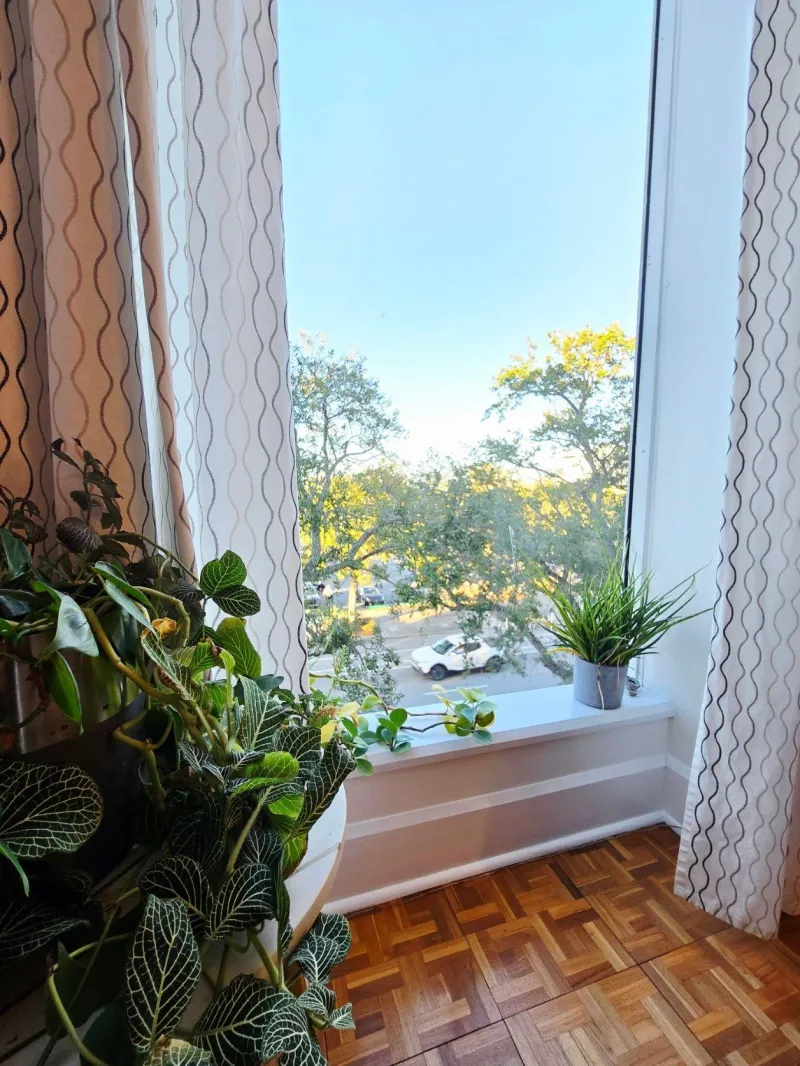 Office window with plants