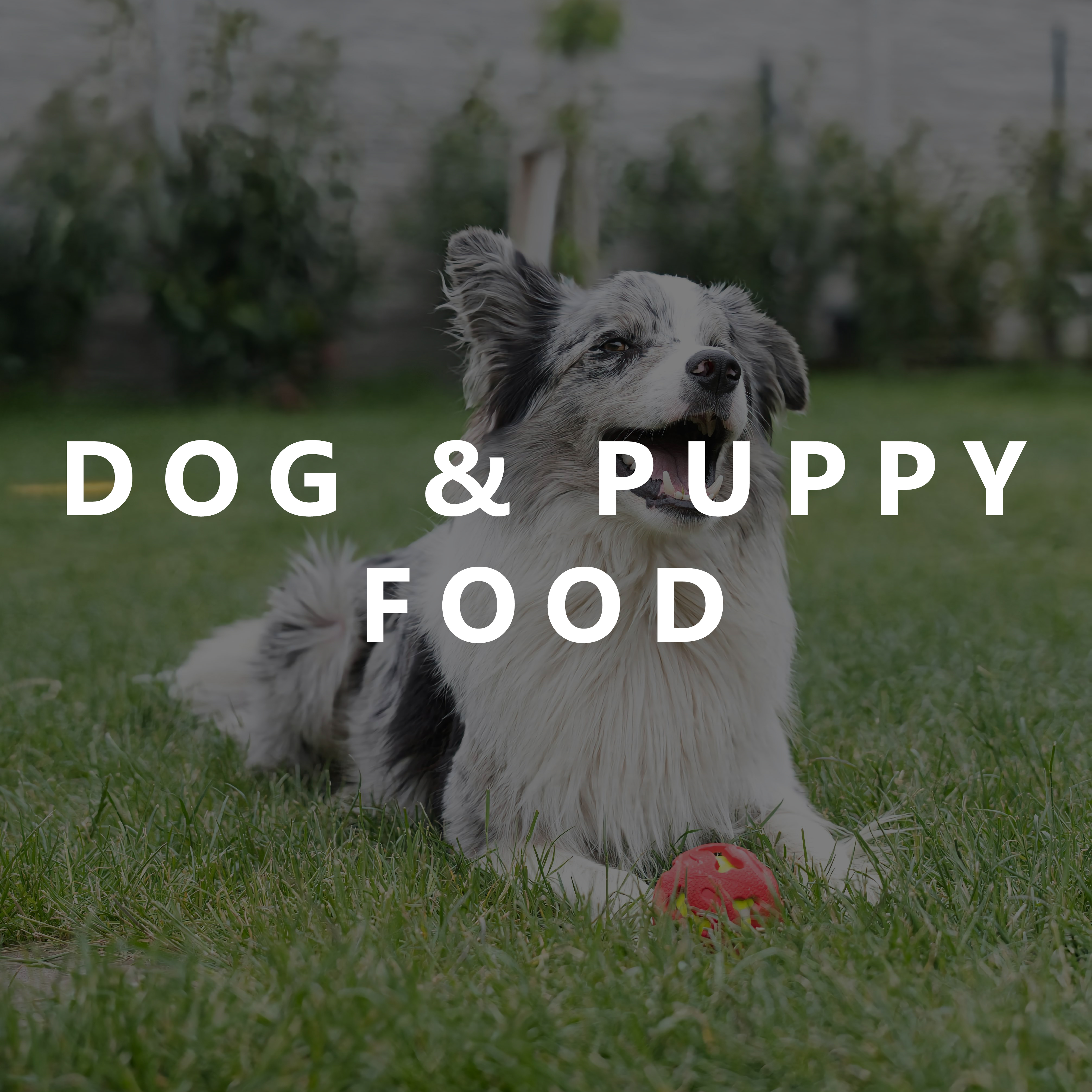 Dog and Puppy Food