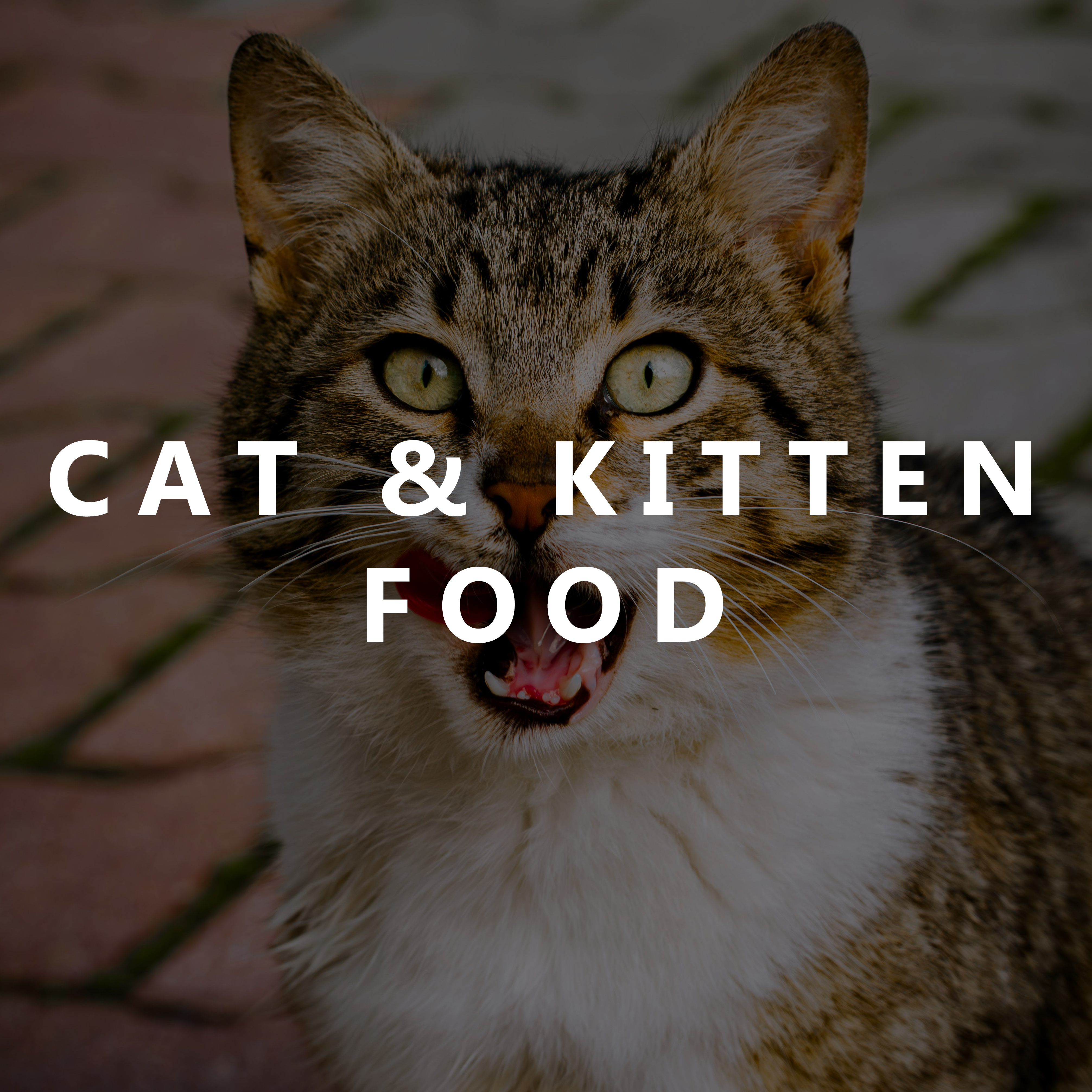 Cat & Kitten Food