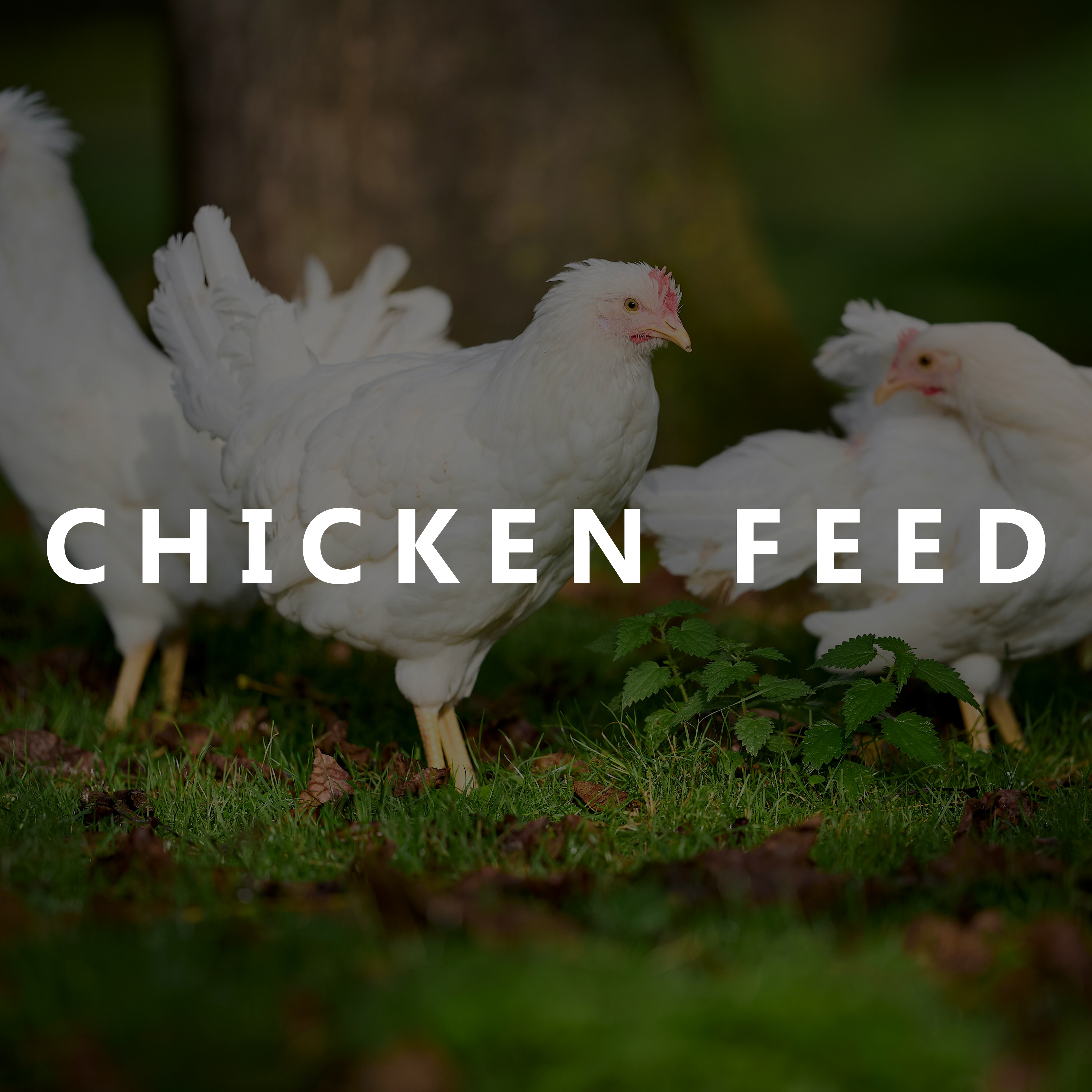 Chicken Feed
