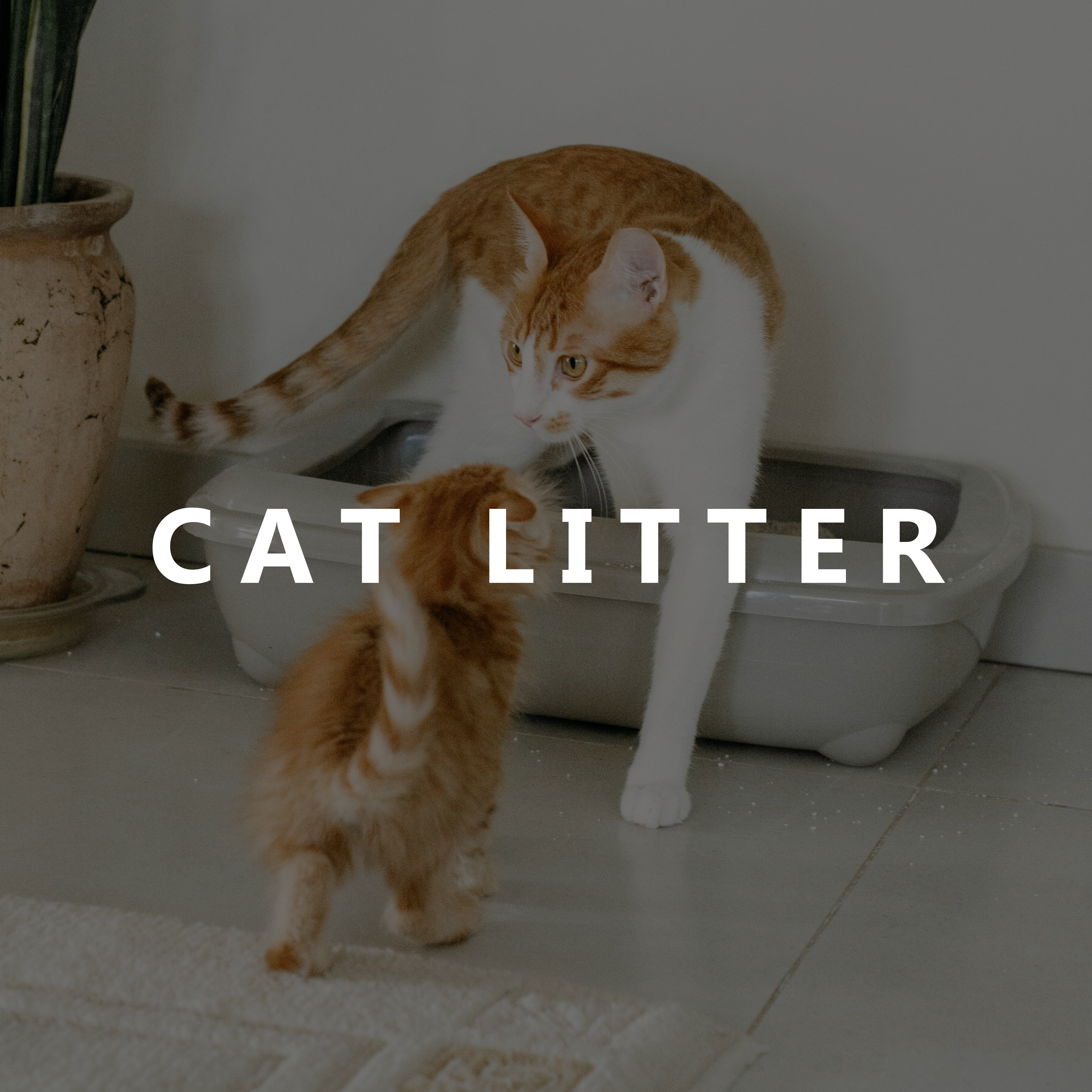Cat Litter