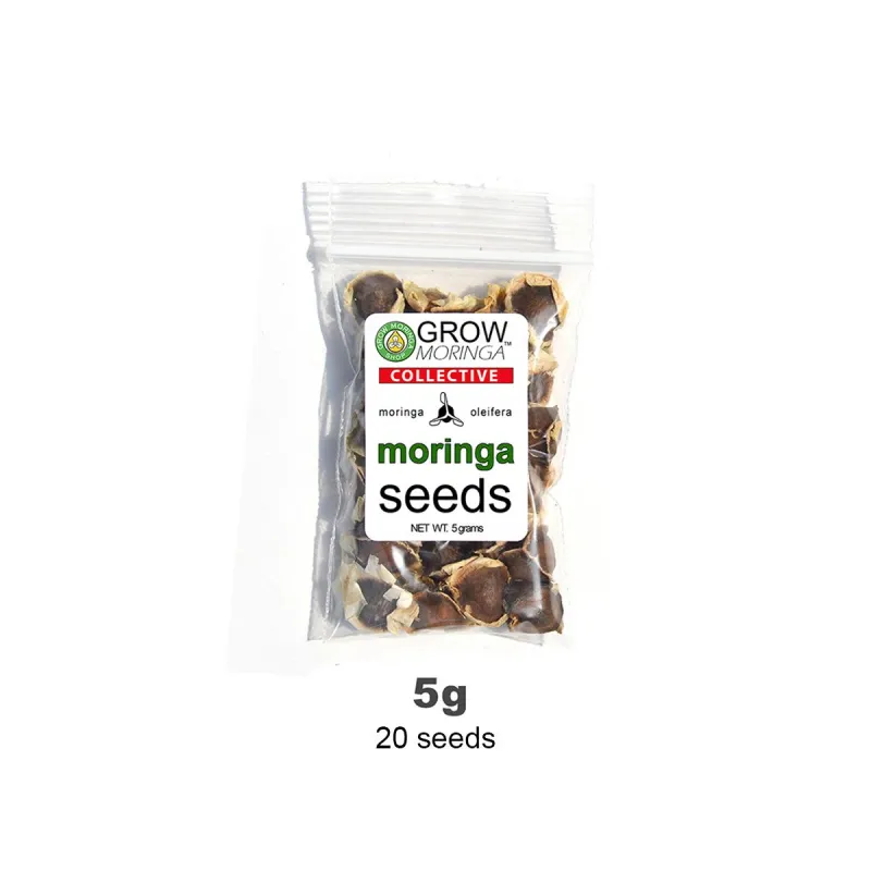 Moringa Oleifera Seeds PKM1
