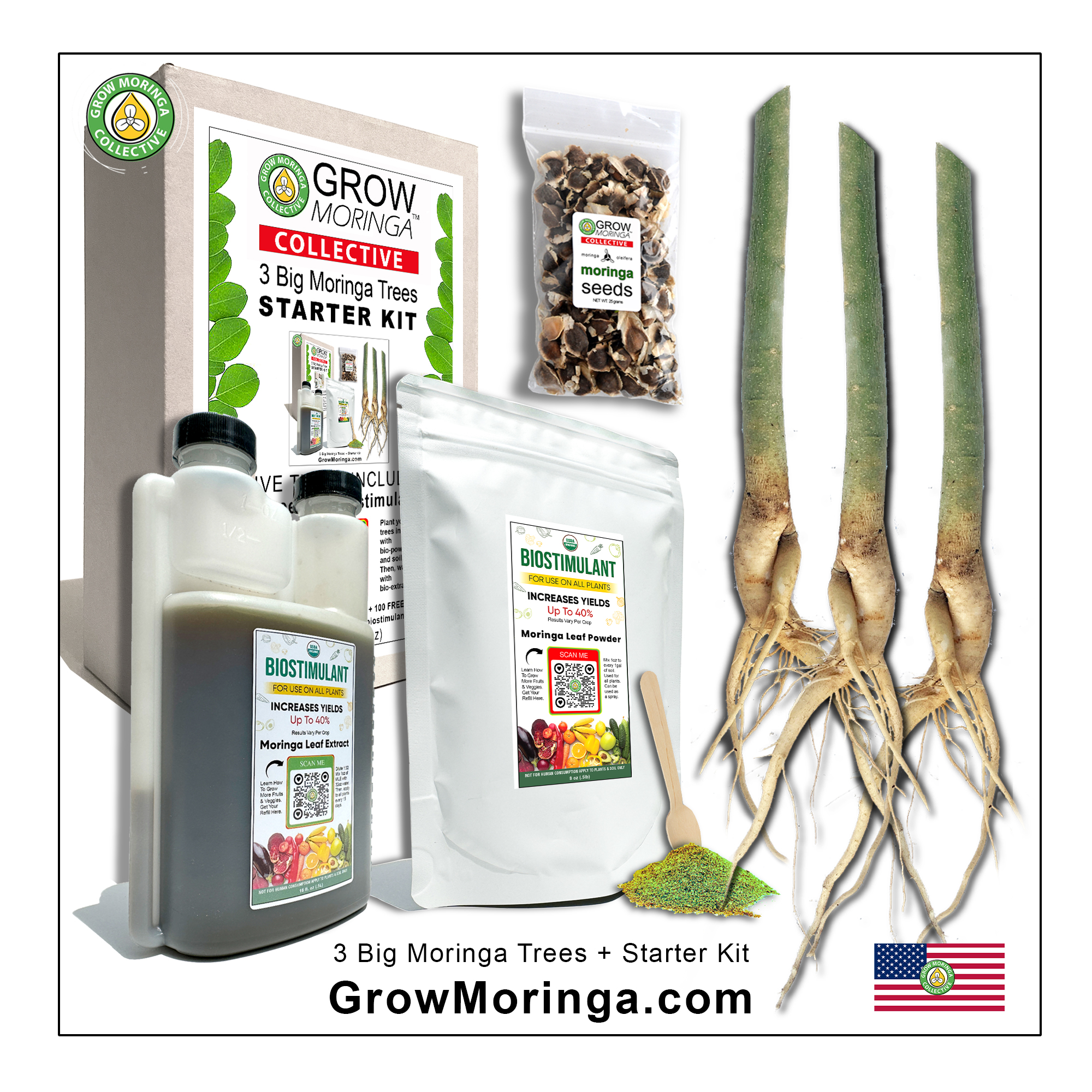 3 Big Moringa Trees + Starter Kit