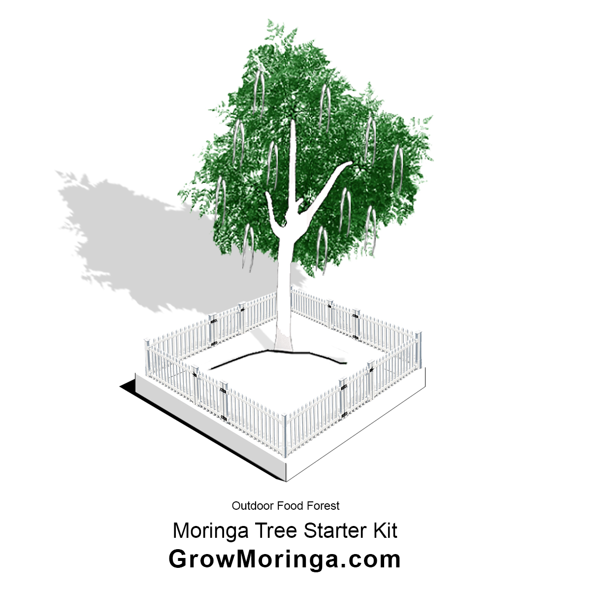 Moringa Tree Starter Kit