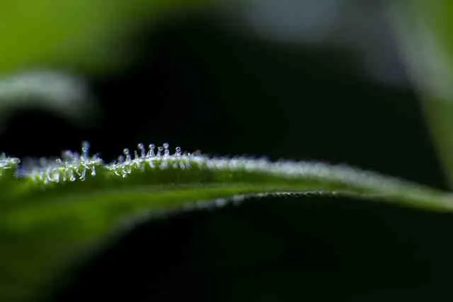 12 cannabinoid HPLC - 1 Test