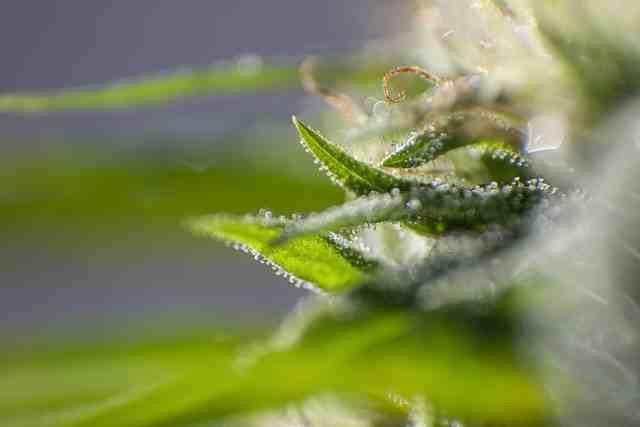 12 cannabinoid HPLC - 10 Test Pack