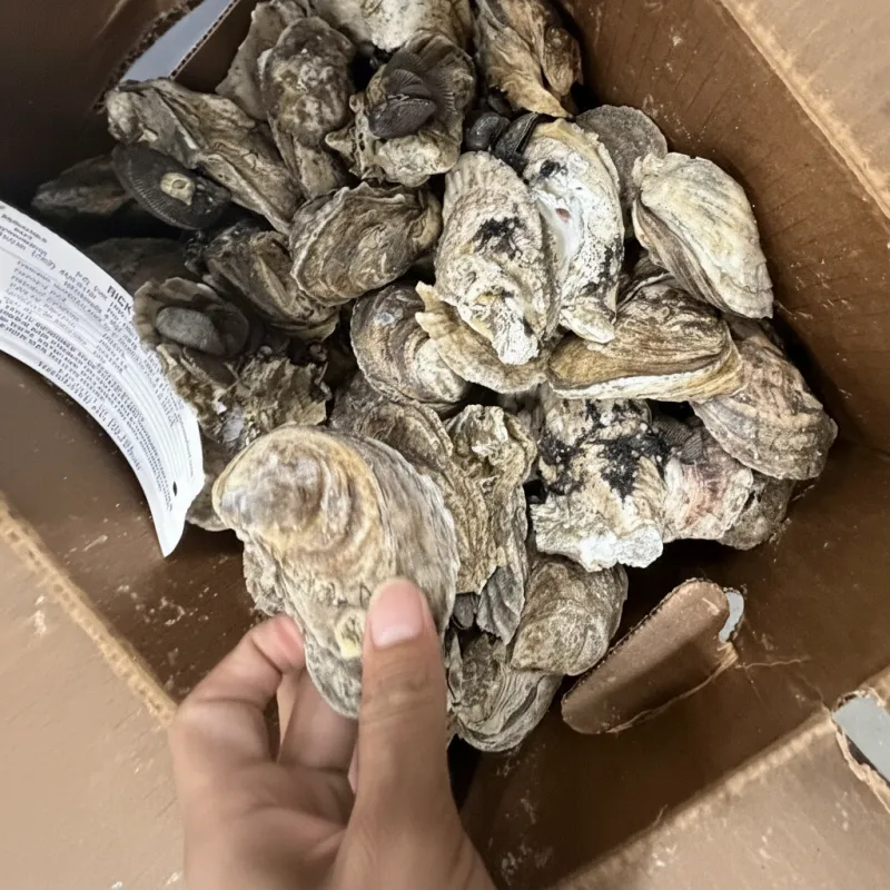 Oysters — 10 LB Box (~3 Dozen, Fresh)