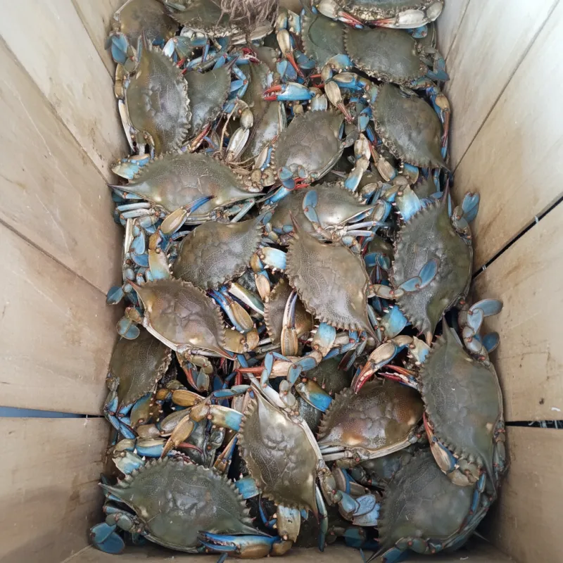 Blue Crabs — 10 LB Box (Fresh, Wild Caught)